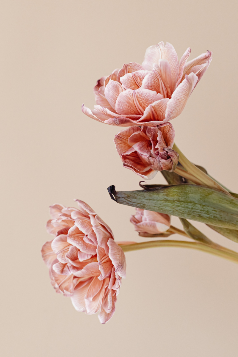 Guía de pendientes para regalar a mamá