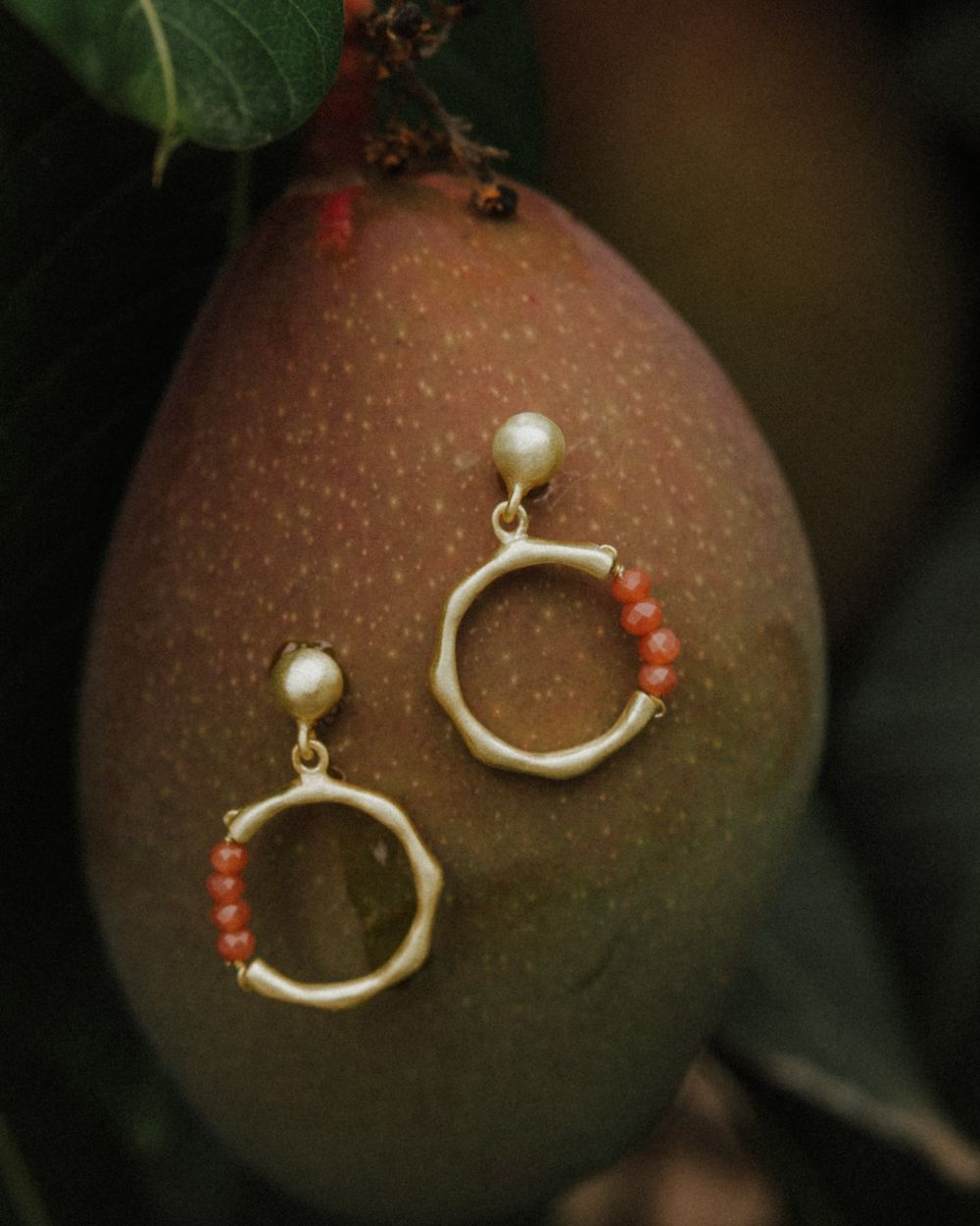 Pendientes dorados con forma circular irregular y bolita superior como cierre. En la parte inferior de cada aro aparece una fila de pequeñas cuentas redondas en piedras semipreciosas Cuarzo Meloctón. Están apoyados sobre la superficie de un fruto verde-rojizo, rodeados de hojas naturales en un ambiente vegetal.